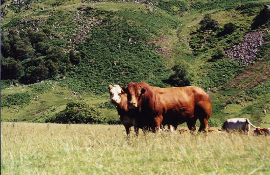 One of the Limousin Bulls with the cows