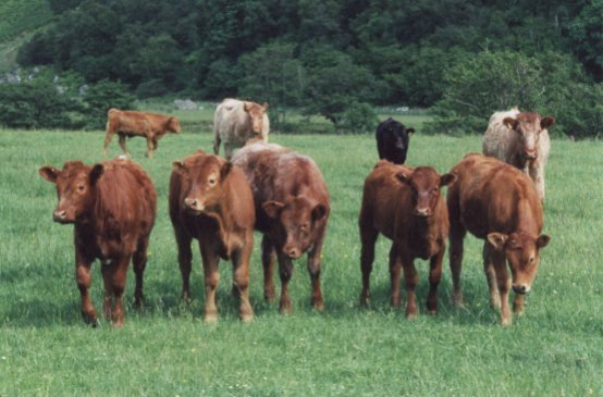 June 01, Some of the older Calves
