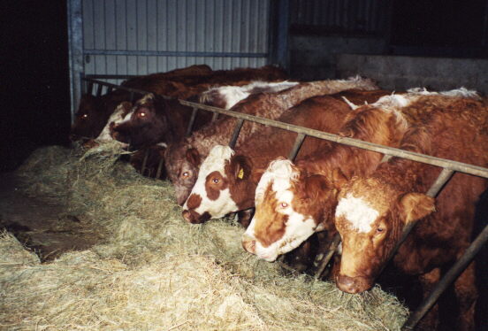 The cattle at feeding time