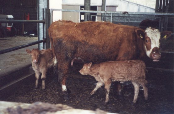 Apr 01, Recently born twin calves with their mother
