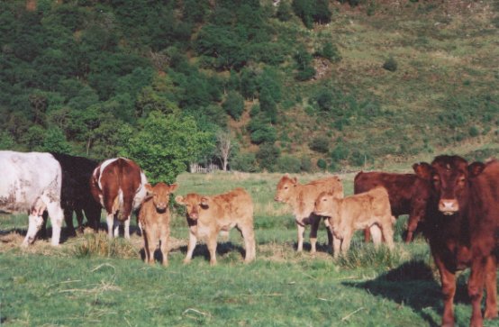 May 01, Some of the Cows and Calves in Sluggan
