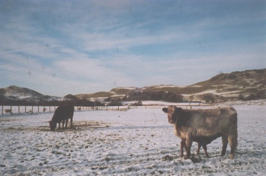 January 02, Cows with a new born calf in the field
