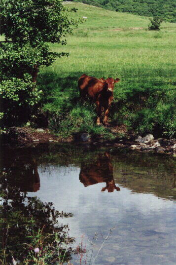 One of the calves by the river