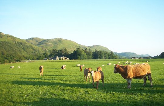 May 09, Cows and Calves