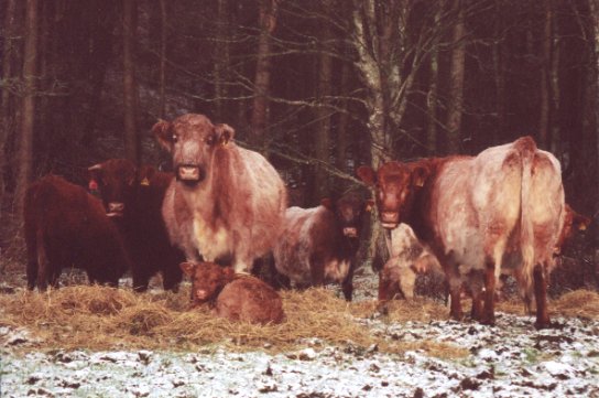 December 01, Some of the Cows in Sluggan