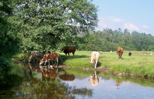 July 06, The cows drink from the burn in Sluggan