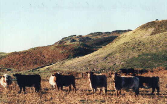 The hill cattle