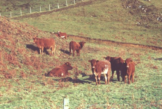November 01, Cattle at the foot of the Hill