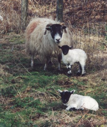 Apr 01, A hill ewe with her twin lambs
