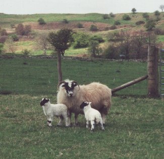 May 01, A ewe with her twin lambs