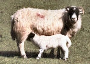 April 02, A lowground ewe with her lamb