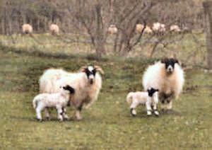 April 02, Lowground ewes with their lambs