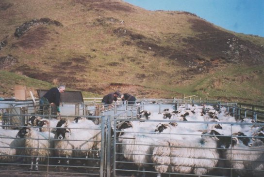 March 02, The sheep being dozed and dipped in the fank
