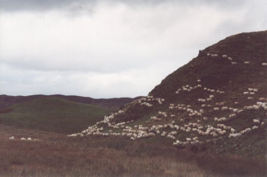 September 01, Gathering the sheep