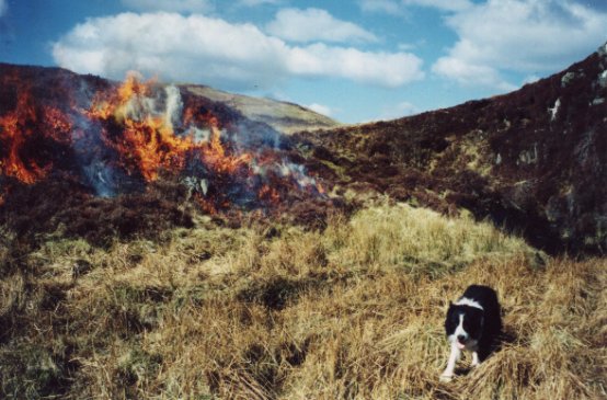 Mar 01, Burning heather, 
with Paddy in the foreground