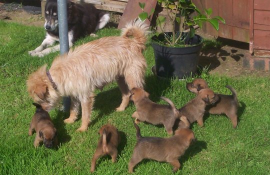 July 05, Jess with her pups