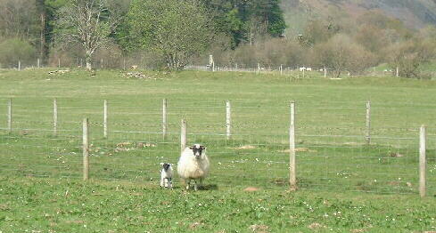 Ewe and lamb