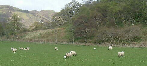 Ewes and lamb