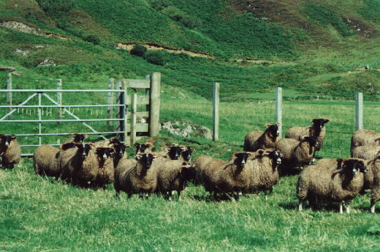 Show winning lambs