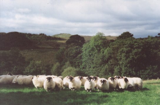 September 01, Some of this years lambs ready for sale