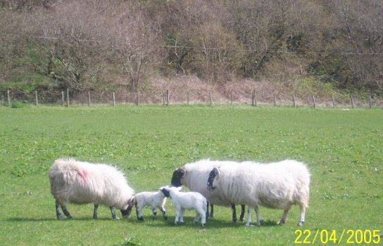 April 05, Spring Lambs