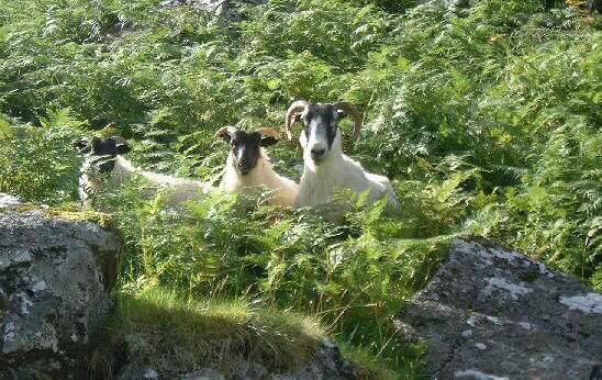 Ewe and lambs in the Glen