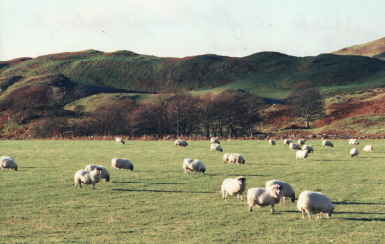 The sheep in the winter sunshine