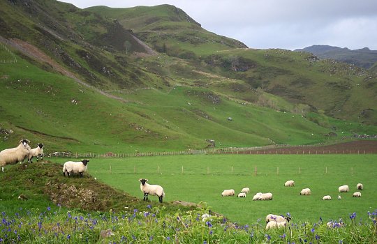May 09, The lowground sheep and lambs