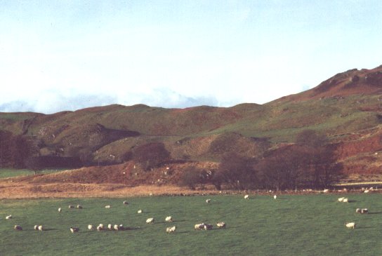 November 01, Sheep in the field
