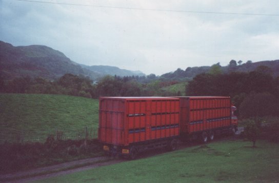 October 01, Some of this years lambs being transported to a sale