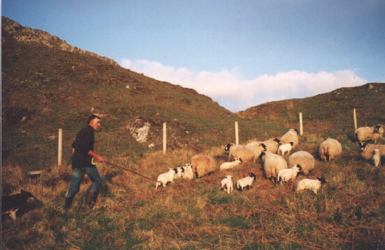 Iain taking ewes with lambs 
to the hill