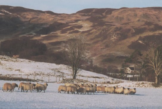 January 02, Some of the sheep in Sluggan