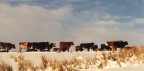 Dec 00, Neighbouring farm cattle in the snow