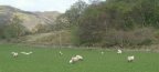 Ewes and lambs