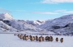 February 05, The lowground sheep in the snow