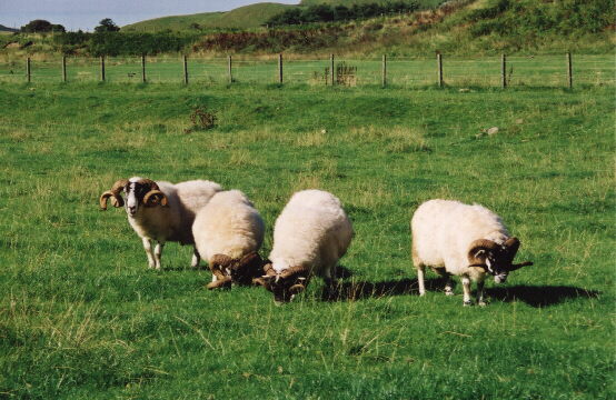 Some of the tups