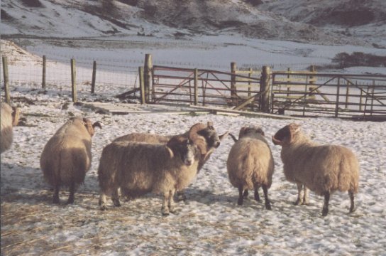 February 02, Some of the tups in the lowground
