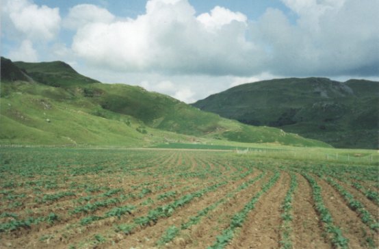 June 01, The Turnip drills, with the Potatoes in the distance